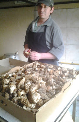 Morilla, morchella, operario trabajando
